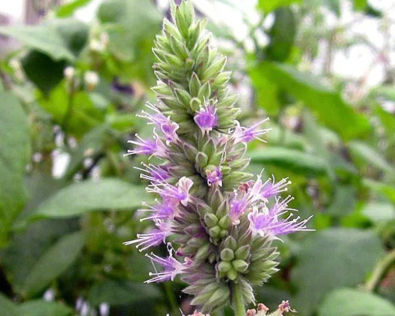 Ekologiškas pačiulių eterinis aliejus, 10 ml