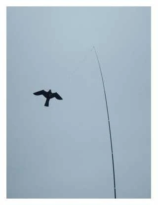 Paukščių baidyklė ,aitvaras "Vanagas"155cm+teleskopinis kotas 6m XLINE