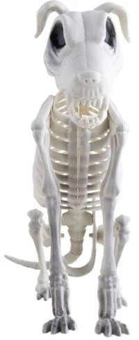 ESPA Šuns skeletas