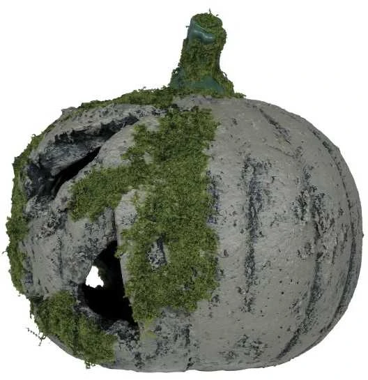 Fiesta Moliūgas su samanomis, 20 cm