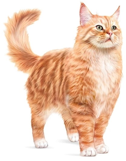 Kačių Maistas - Royal Canin Ageing 15+ Sausas Kačių Maistas 2kg Su Paukštiena 31% Baltymų
