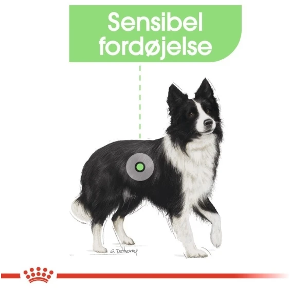 Royal Canin CCN Digestive Care Medium šunims 12kg