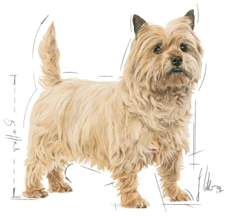 Royal Canin Mini Light Weight Care 8kg