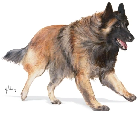 Royal Canin Sporting Life Trail 4300 15kg