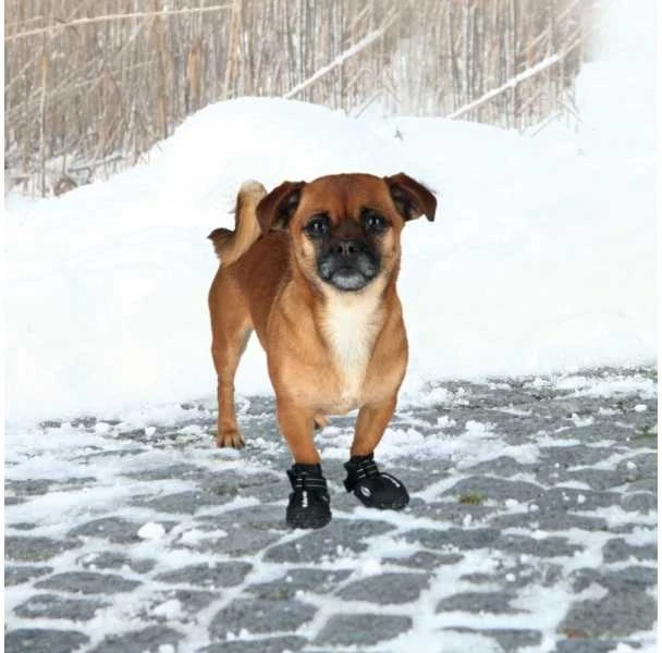 Trixie Walker Active šunų batukai ant sniego