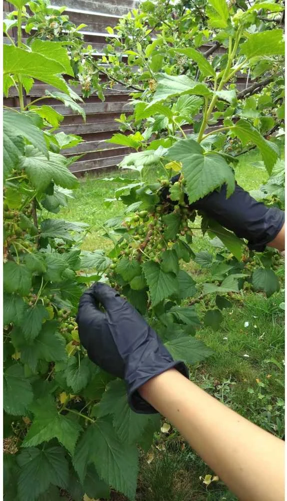 Satra Pirštinės vienkartinės nitrilinės L dydis