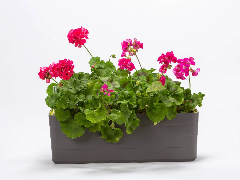 URBALIVE BERBERIS stačiakampis savaime drėkinamasis vazonas, 60 x 20 cm, pilkas