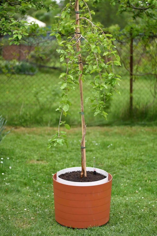 URBALIVE BERBERIS apvalus savaime drėkinantis vazonas 46 cm, cinamono spalvos