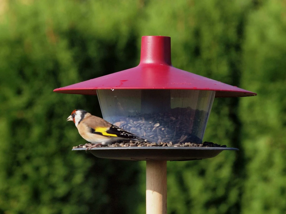 URBALIVE FINCH paukščių lesyklėlė 28,5 x 28,5 cm, raudona