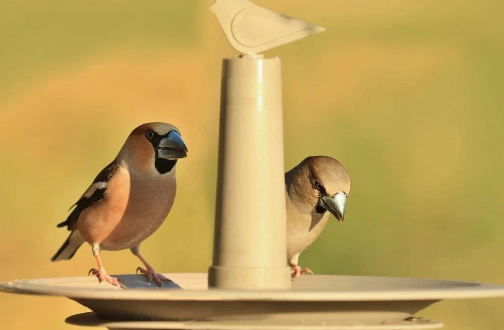 URBALIVE FINCH paukščių lesyklėlė 32 cm, smėlio spalvos