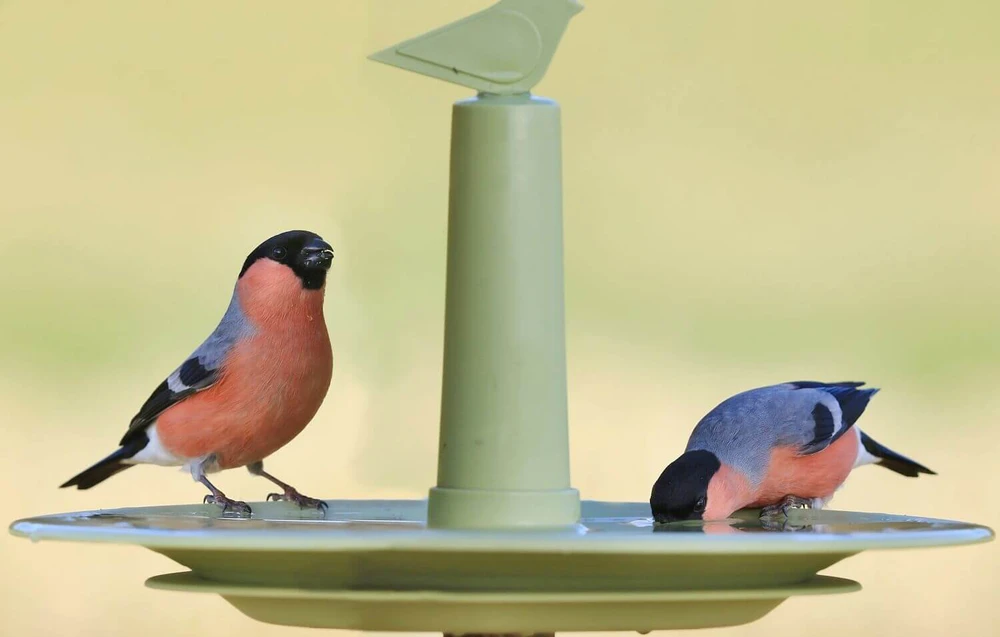 URBALIVE FINCH paukščių lesyklėlė 32 cm, žalia