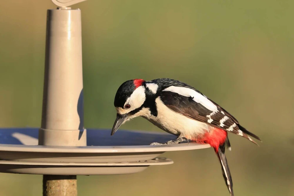 URBALIVE FINCH Karmnik dla ptaków 32 cm, šviesiai pilkas