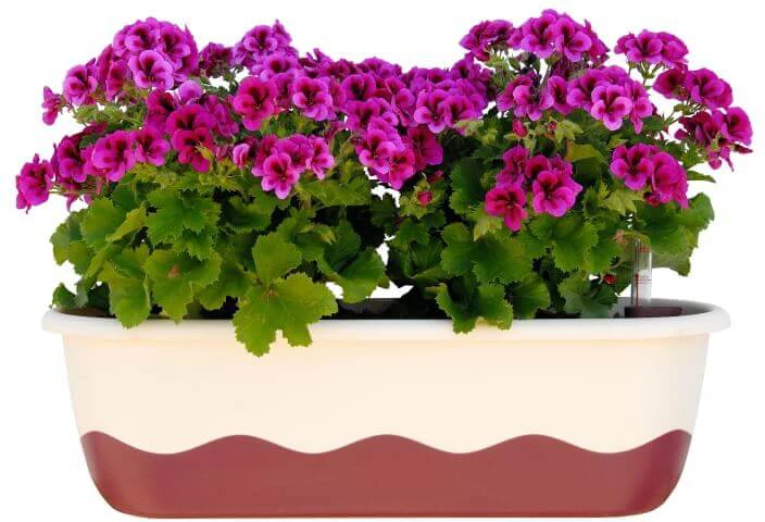 URBALIVE MARETA savaiminio laistymo stačiakampis gėlių vazonas 60 x 20 cm, smėlio spalvos