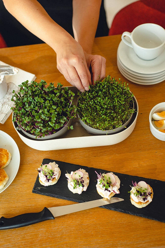 URBALIVE MICROGREENS daiginimo dėžutė + filtro indas 30,5 x 16 cm, smėlio spalvos