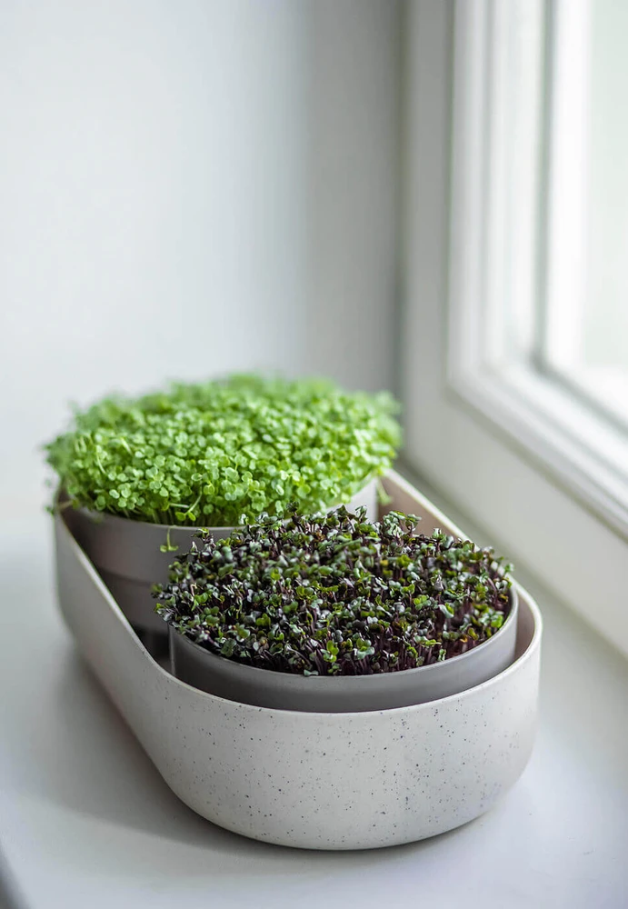 URBALIVE MICROGREENS daiginimo dėžutė + filtro indas 30,5 x 16 cm, smėlio spalvos