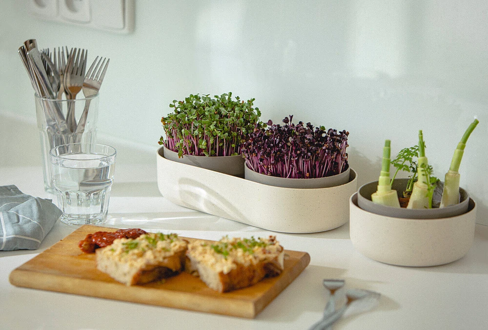 URBALIVE MICROGREENS daiginimo dėžutė + filtro indas 30,5 x 16 cm, smėlio spalvos