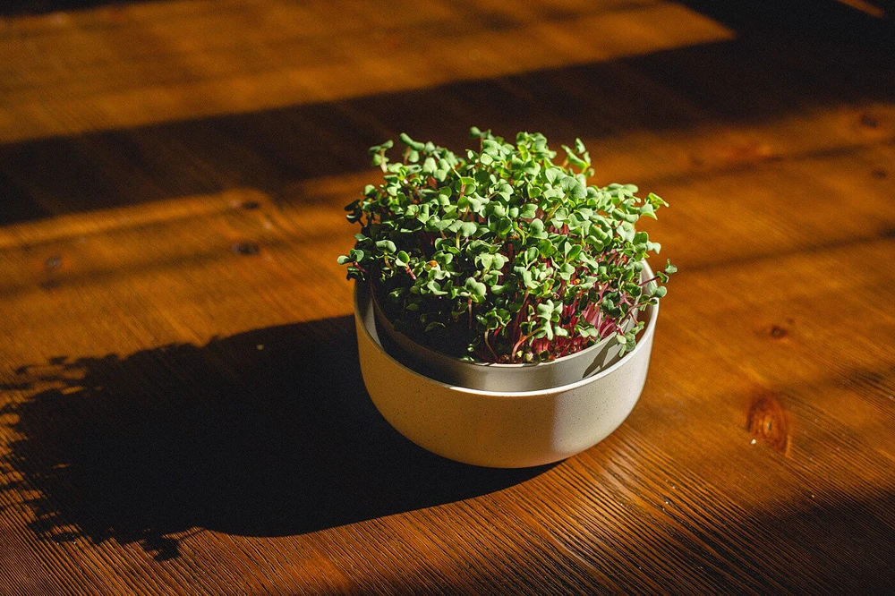URBALIVE MICROGREENS Pradedančiųjų rinkinys do uprawy mikroliści