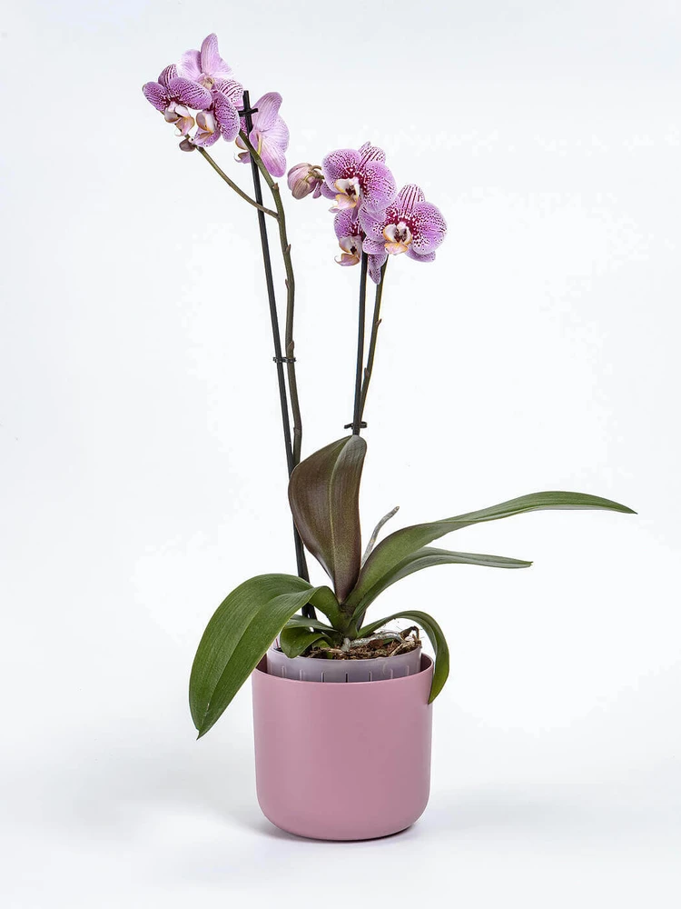 URBALIVE TOLITA AIR apvalus savaime laistomas vazonas 16 cm, smėlio spalvos