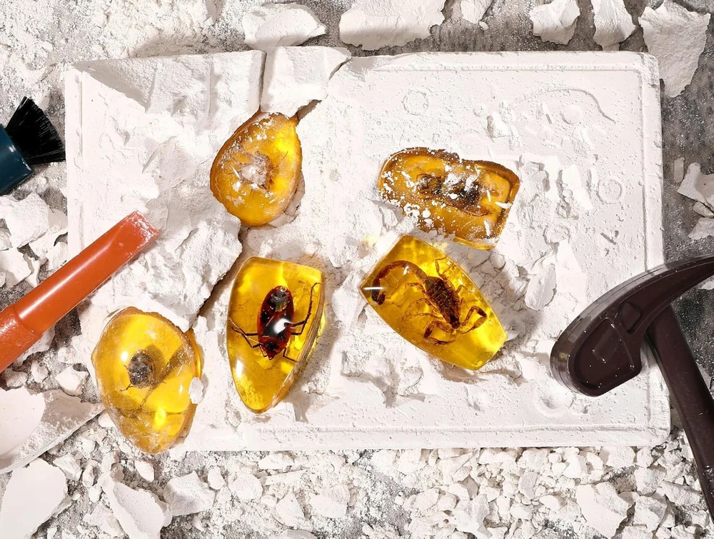 Archeologinis kasinėjimų rinkinys Bisky, 6 fosilijos