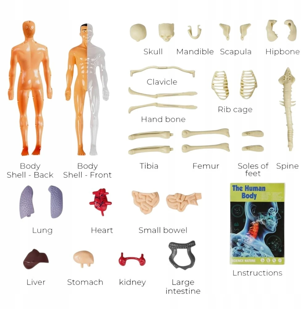 Žmogaus anatomijos 3D modelis Ramiz su organais