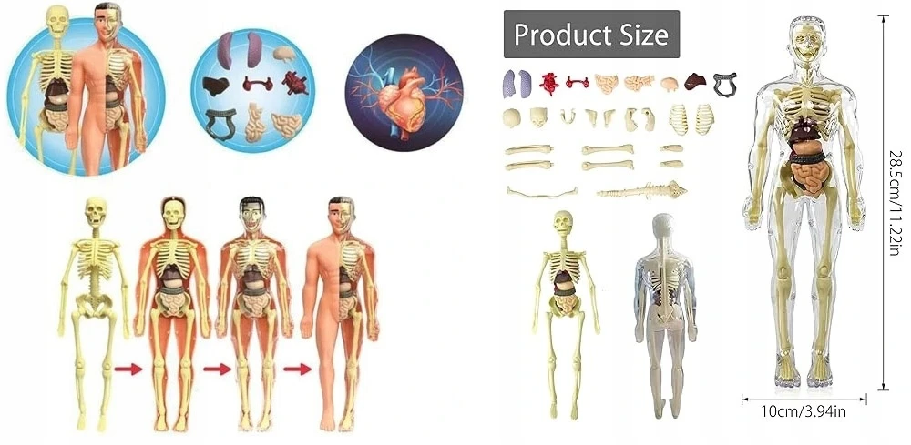 Žmogaus anatomijos 3D modelis Ramiz su organais