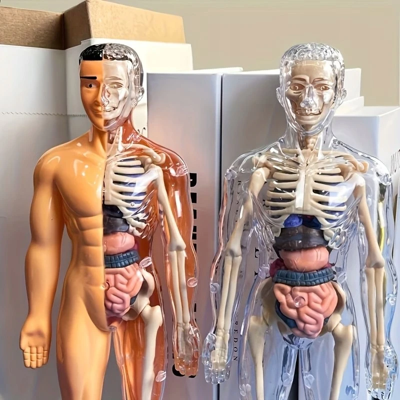 Žmogaus skeleto anatomijos modelis, 29 dalys