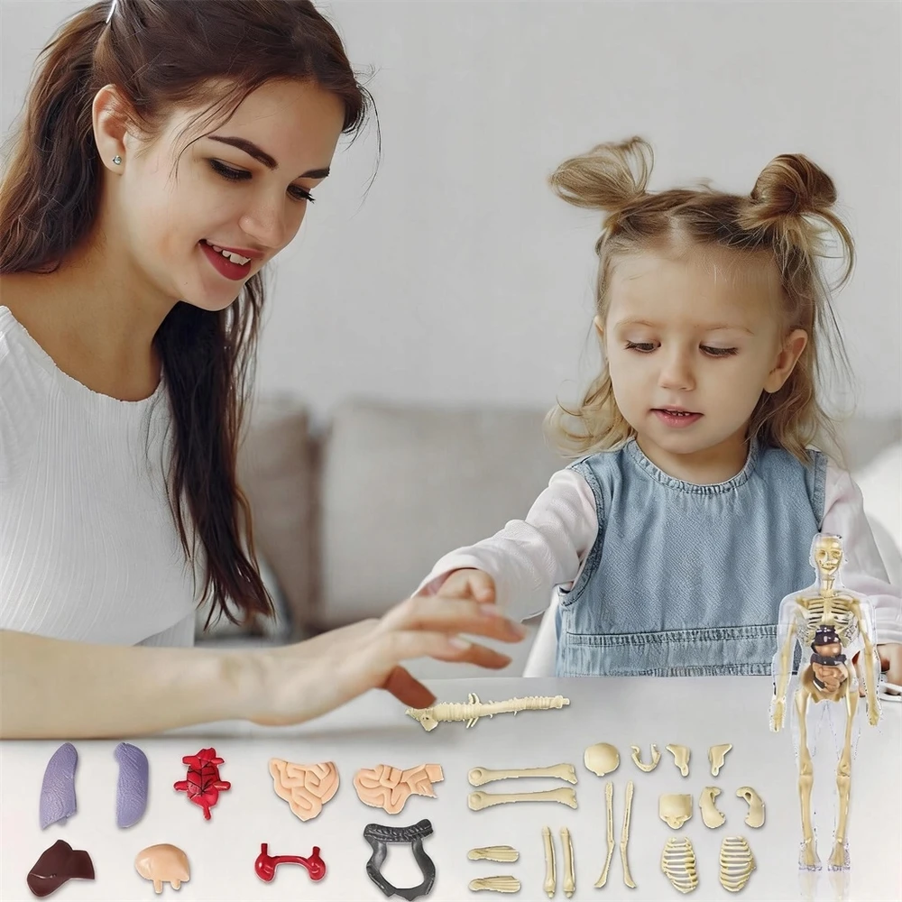 Žmogaus skeleto anatomijos modelis, 29 dalys