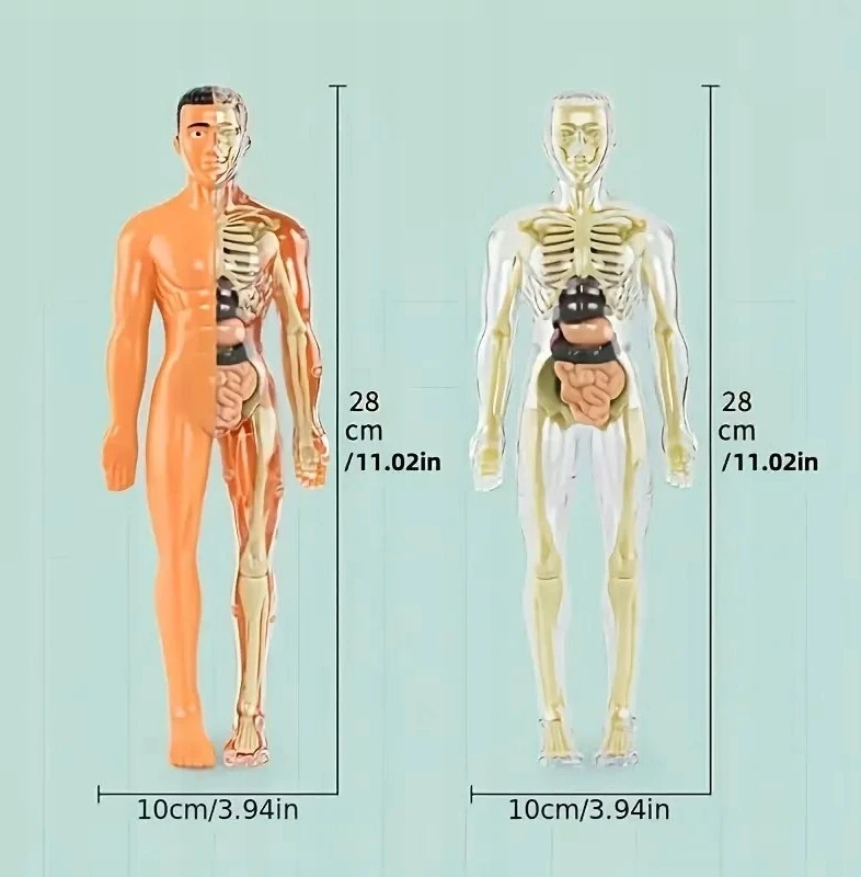 Žmogaus skeleto anatomijos modelis, 29 dalys