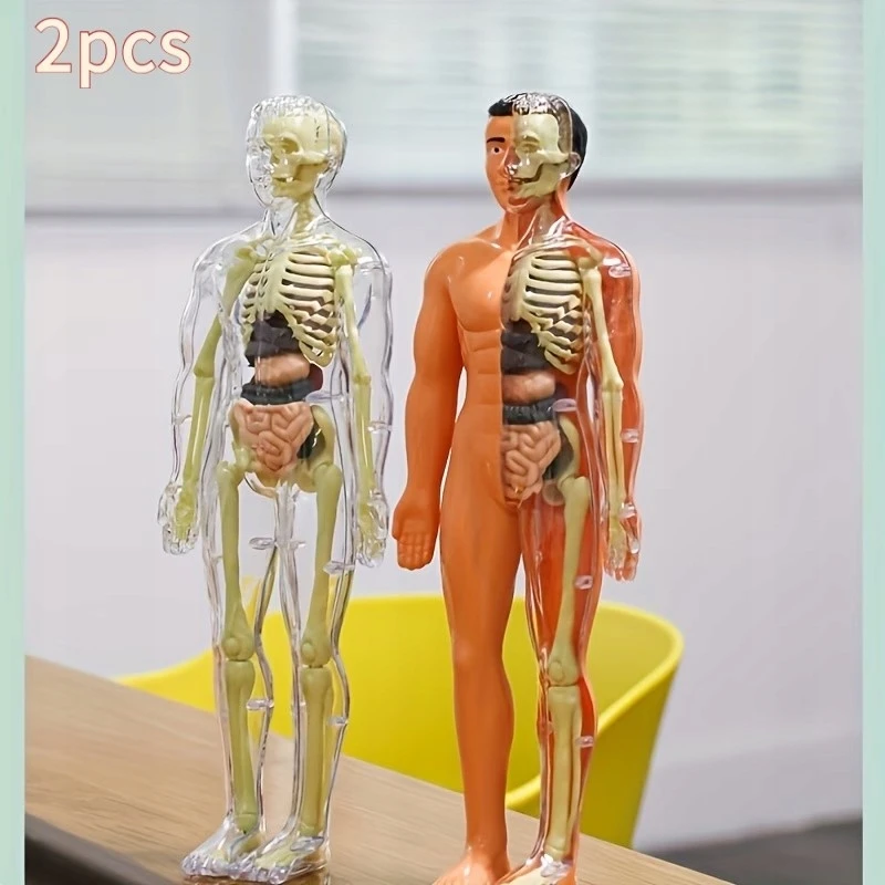 Žmogaus skeleto anatomijos modelis, 29 dalys