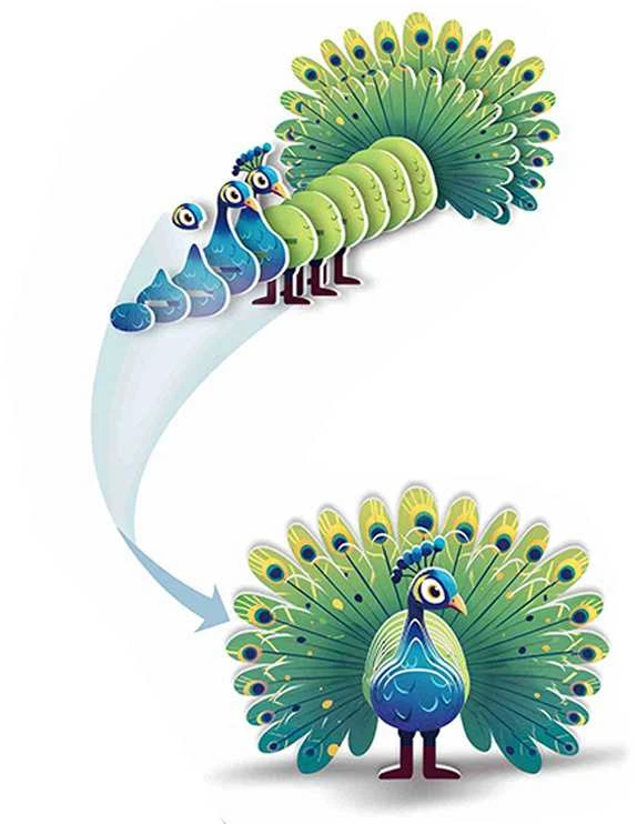 3D kartoninė dėlionė – spalvingas povas, 18 d.