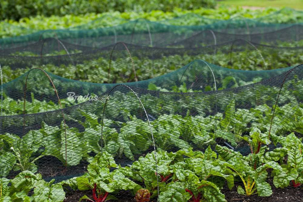 Apsauginis tinklas Bradas Bird Net DIAMOND, 20g/m2, 15x15 mm, 2x10 m