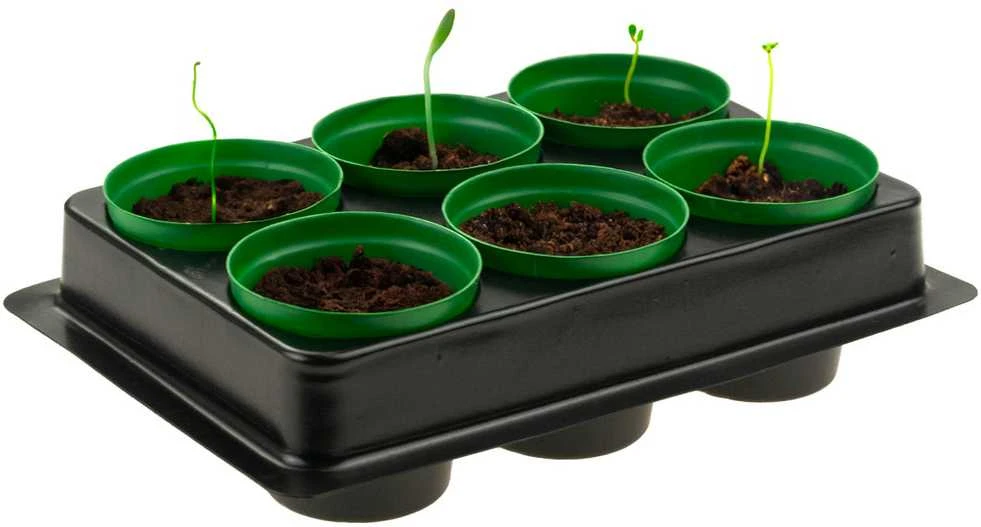 Daiginimo paletė su 6 vazonėliais