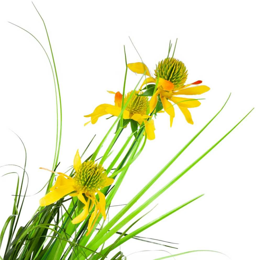 Dirbtinė rudbekija vazone, 50 cm