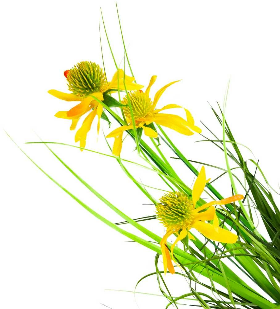 Dirbtinė rudbekija vazone, 50 cm