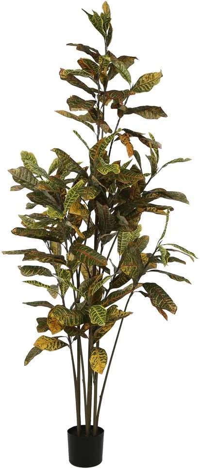 Dirbtinis augalas Krotonas, 190 cm