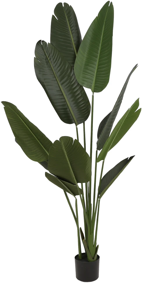 Dirbtinis augalas Strelicija, 160 cm