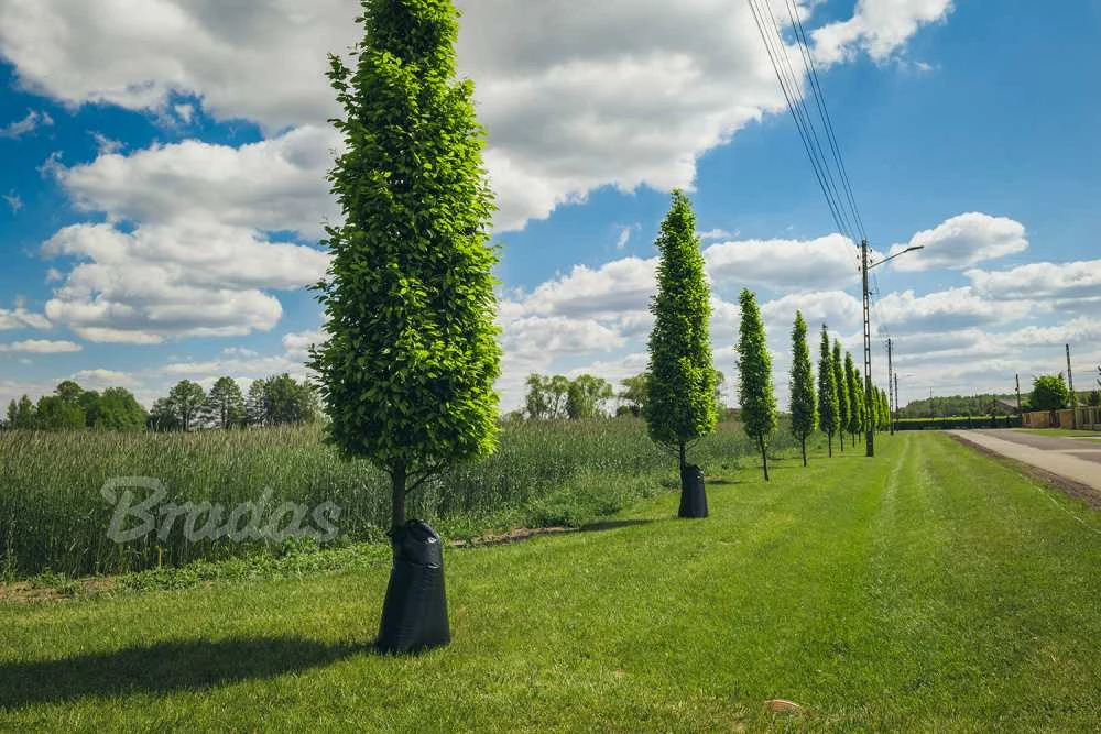 Medžių laistymo maišas PE Bradas, 75 L