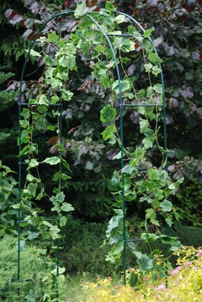 Metalinė atrama - arka vijokliniams augalams, 240 cm