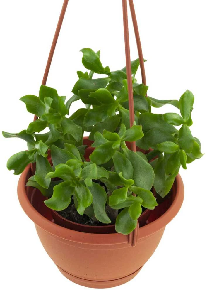 Pakabinamas vazonas, 21 cm