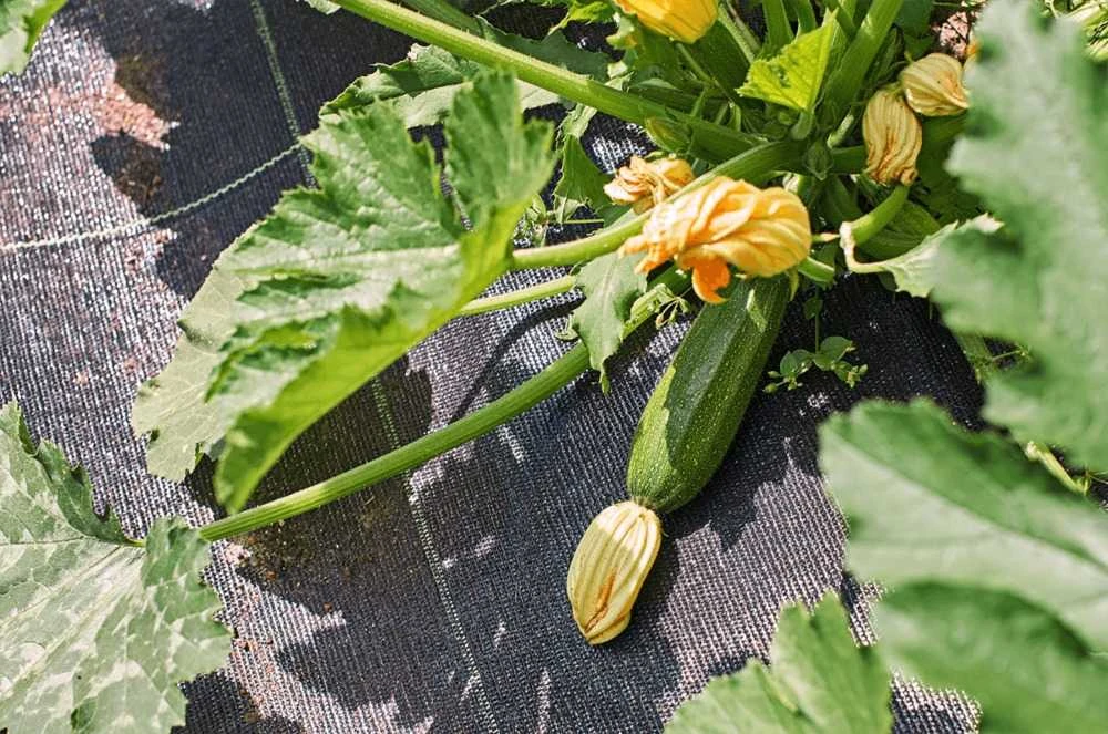 Sodo agroplėvelė, 90 g/m2, 1x50 m, juoda