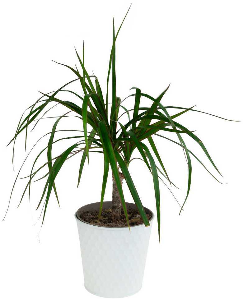 Vazonas, 111 mm