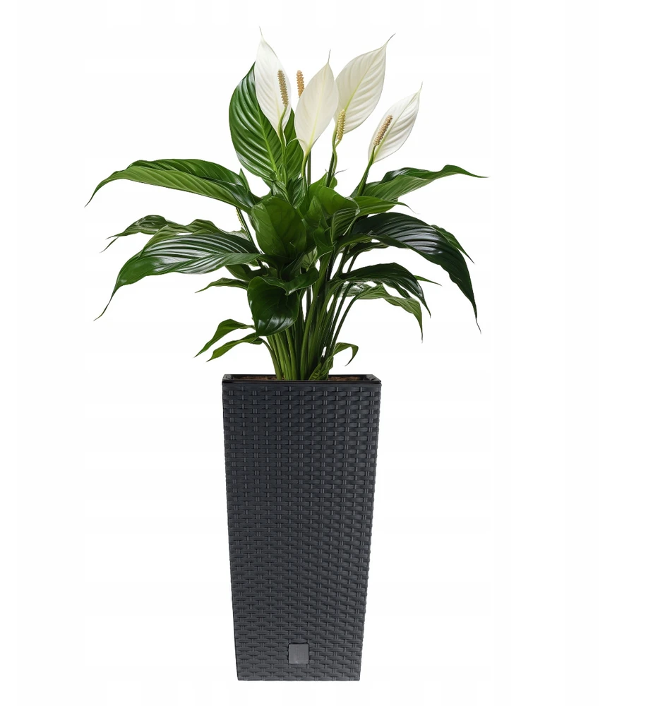 Vazonas RATO SQUARE su įdėklu, 61 cm, anthracite
