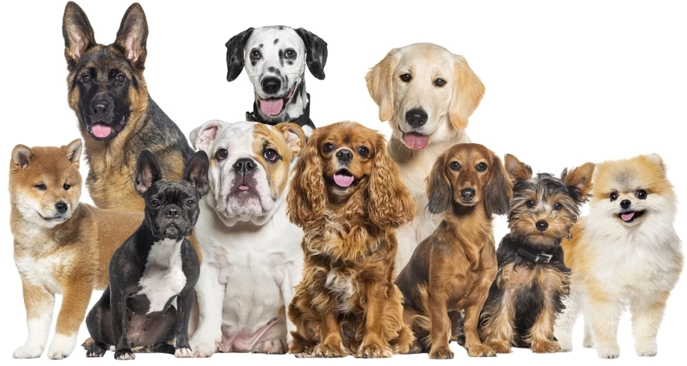Dulkių siurblys Tesla Rinkinys PetCare Station TQ500 Pro
