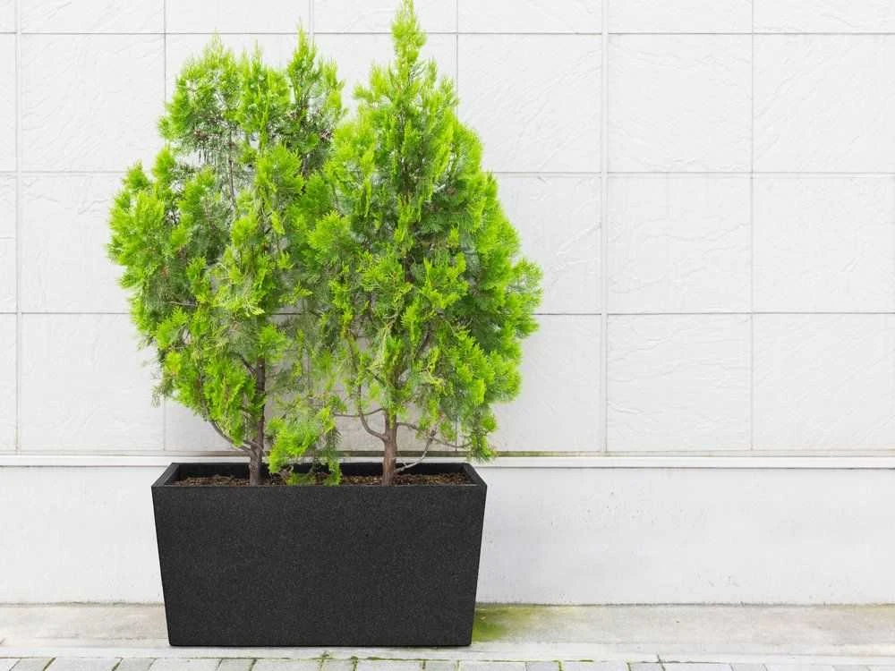 4Living Termo vazonas Patio 76 cm juodas