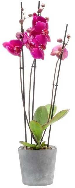 4Living Orchidėjų vazonas "Fiore" matinės pilkos spalvos