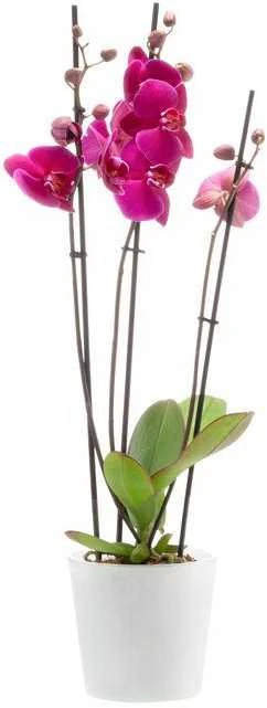 4Living Orchidėjų vazonas "Fiore" matinės baltos spalvos