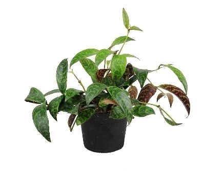 Aeschynanthus marmoratus aprašymas - Prekės nuotrauka