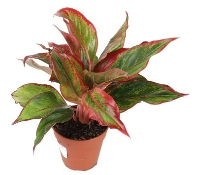 Aglaonema Crete Flame aprašymas - Prekės nuotrauka