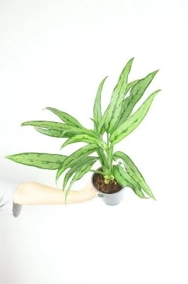 Aglaonema Cutlass aprašymas - Prekės nuotrauka