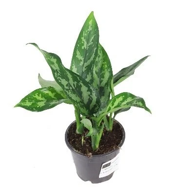 Aglaonema Maria aprašymas - Prekės nuotrauka